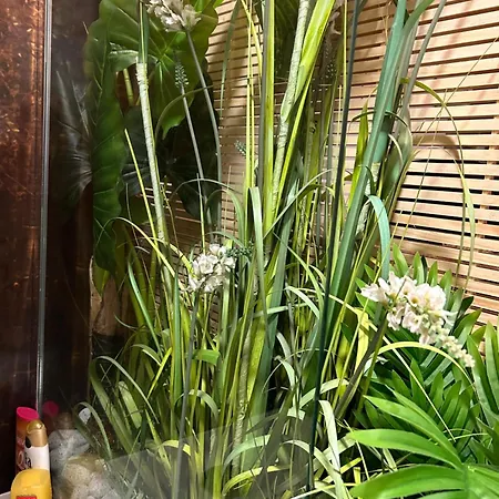 Le Palawan * 佩皮尼昂